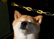 开云体育在线-旧主新剑出鞘时，对岸月光照我还，当杜兰特踏破凤凰城