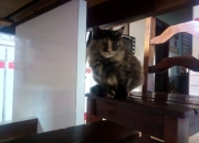 开云下载-从智利铁索到法国密钥，卡马文加如何在2026世界杯锁死未来