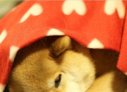 开云APP-西决的窒息时刻，与瑞士冰冷的逆转，竞技体育如何定义活着？