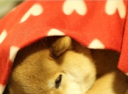 开云APP-西决的窒息时刻，与瑞士冰冷的逆转，竞技体育如何定义活着？