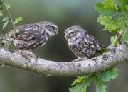 开云sport-步行者爆冷掀翻深圳队，塔图姆导演超现实之夜