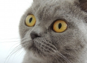 开云平台-绿衫军铁蹄踏破天山雪豹防线，哈利伯顿导演完美攻防压制