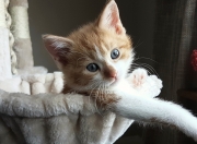 开云sport-球场上的外交博弈，凯塞多爆发，荷兰关键战突围中国