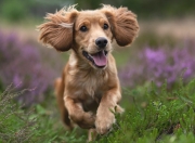 开云官网-从孤军突袭到战术枢纽，英格拉姆的蜕变之夜引领开拓者狂胜猛龙