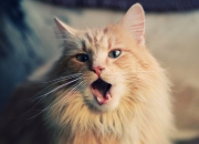 开云平台-疯狂体育日，独行侠冰封绿军，克莱在西甲德比上演孤胆英雄