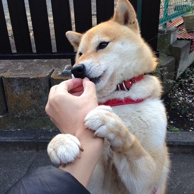 托尼战术铸就胜利，伊拉克连击终结悬念