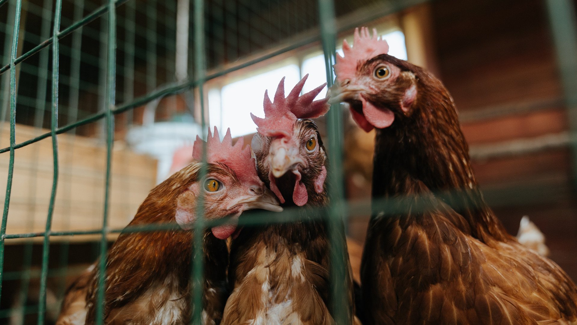 跨界之夜,当凯尔特绿遇上孟菲斯蓝,约基奇的全明星制胜一击