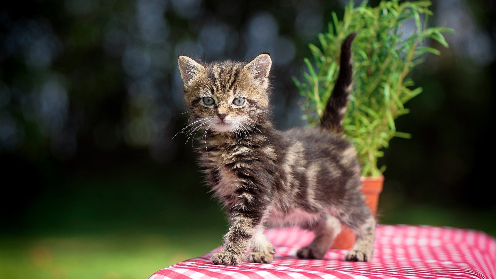 黄蜂战雄鹿?不,今晚的聚光灯只属于库里这堂进攻艺术大师课