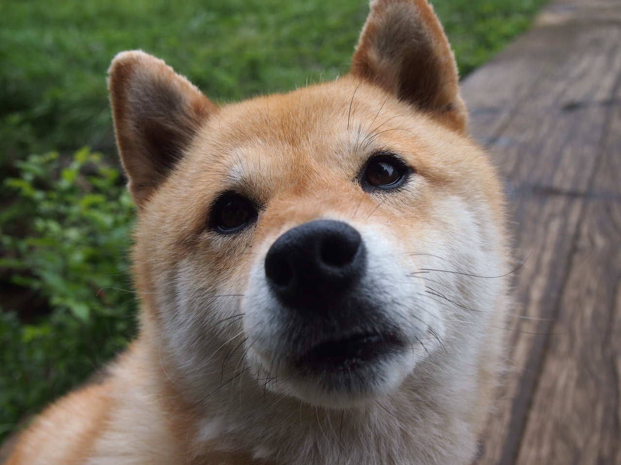 孤节成神,当浓眉在季后赛的夜晚,让对手的所有战术板化为灰烬