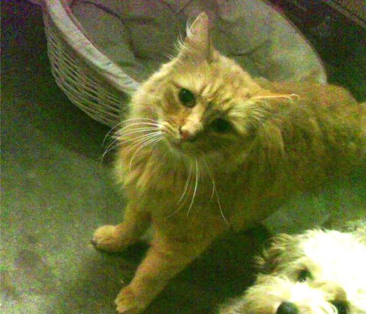 赛后评分拉满!阿拉巴一己之力撕碎比利时防线,莱比锡红牛战术完胜引热议