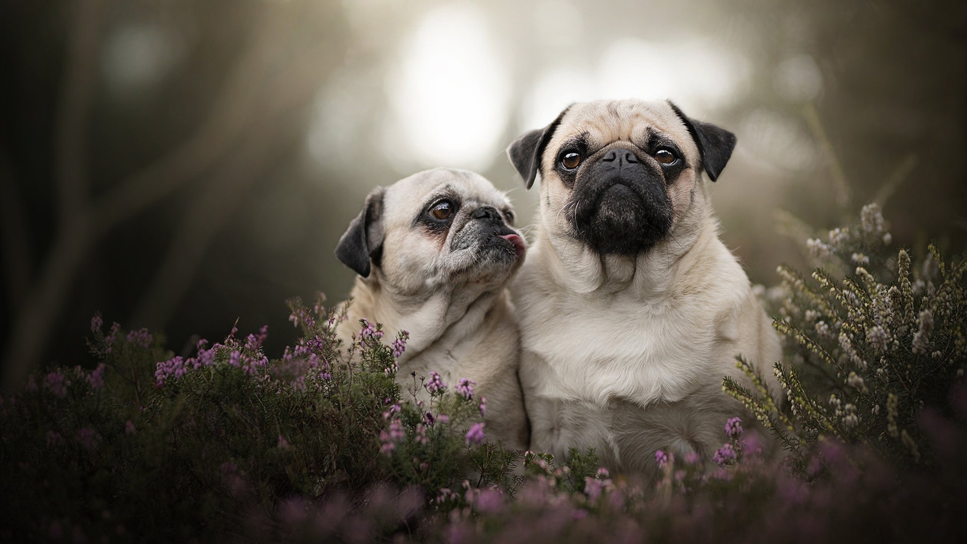 风暴席卷北境!拉文烈焰之下,勇士踏平猛龙的不败铁律