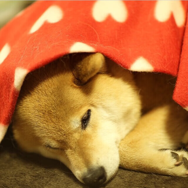 西决的窒息时刻,与瑞士冰冷的逆转,竞技体育如何定义活着?