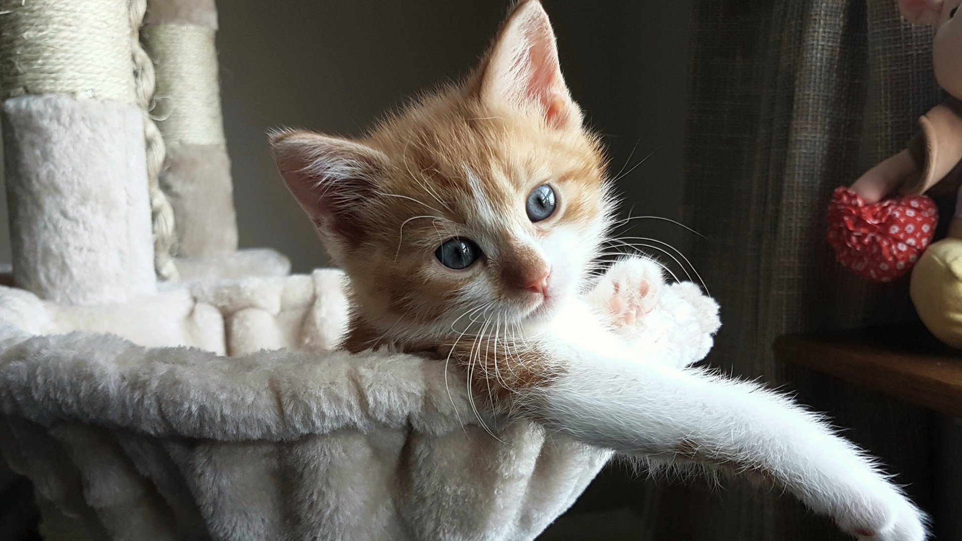 球场上的外交博弈,凯塞多爆发,荷兰关键战突围中国