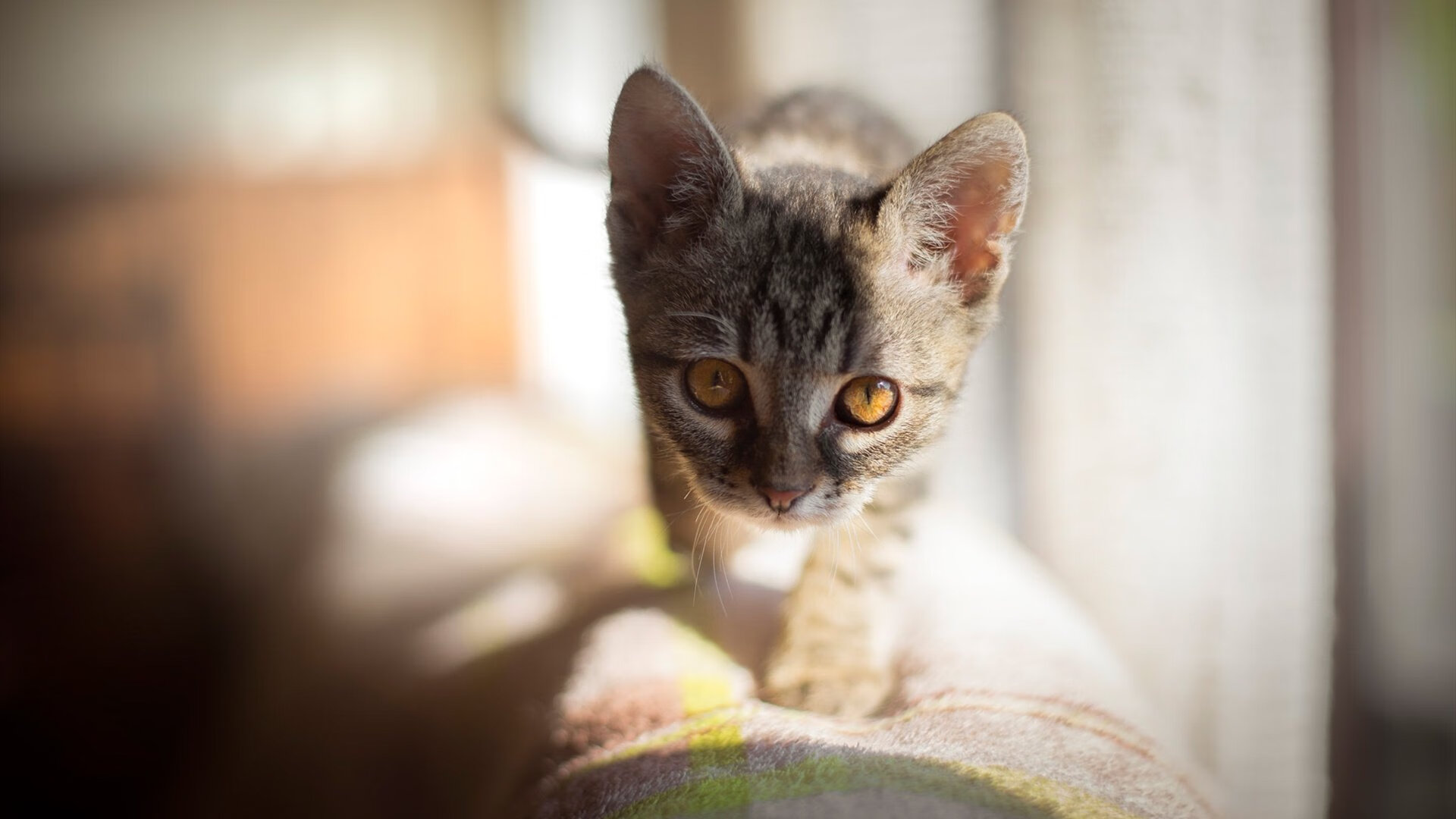 引擎轰鸣,舞步撕裂,当F1街道赛之夜见证梅西打爆防线