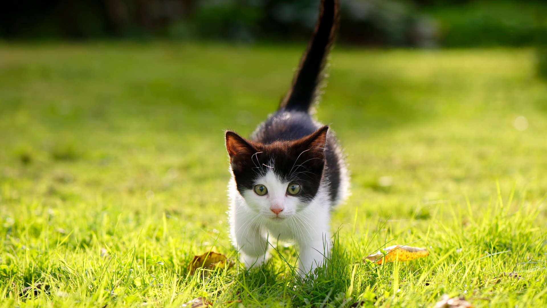 三分时代的叛徒，德罗赞用中距离肢解森林狼防守，快船节奏惨遭绑架
