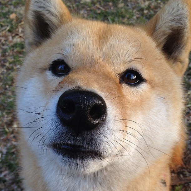 东方迷阵对垒汽车城铁壁,范弗利特致命一击诠释何为关键先生