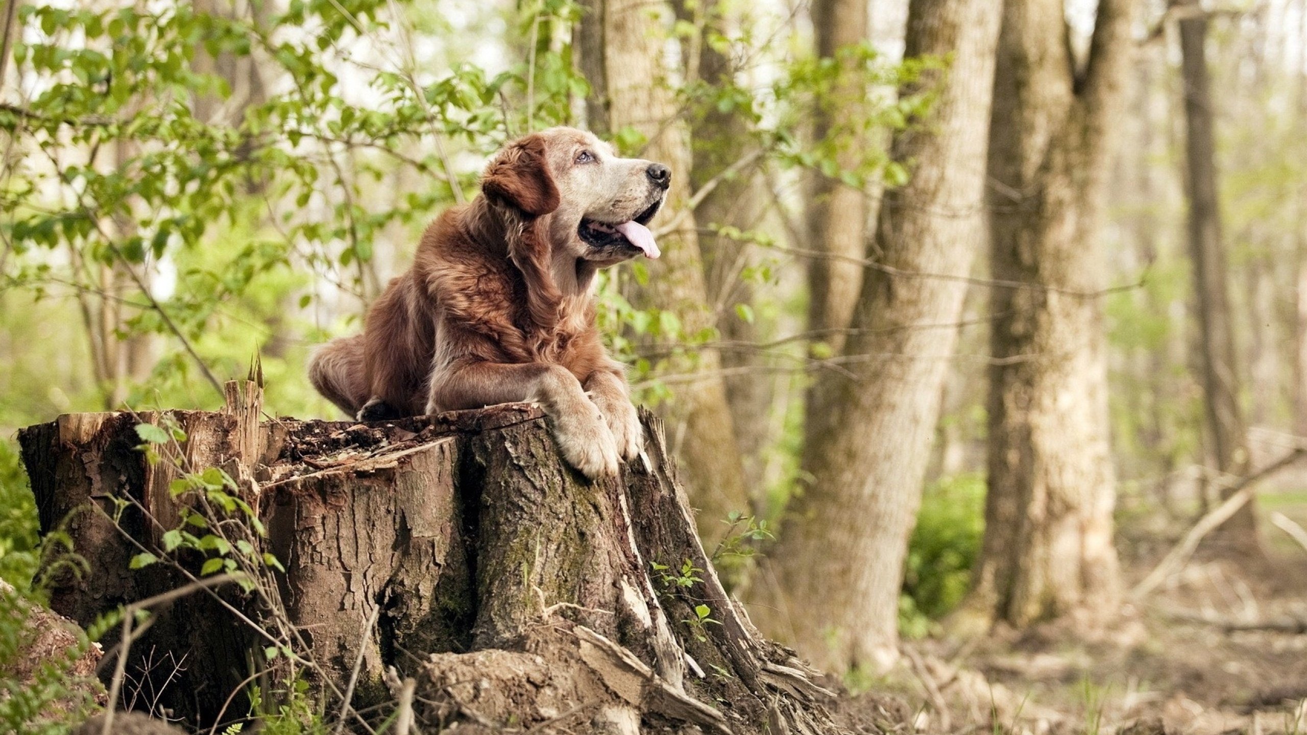 青春引爆资本风暴,加维的爆发与卡塔尔稳稳拿下莱比锡红牛