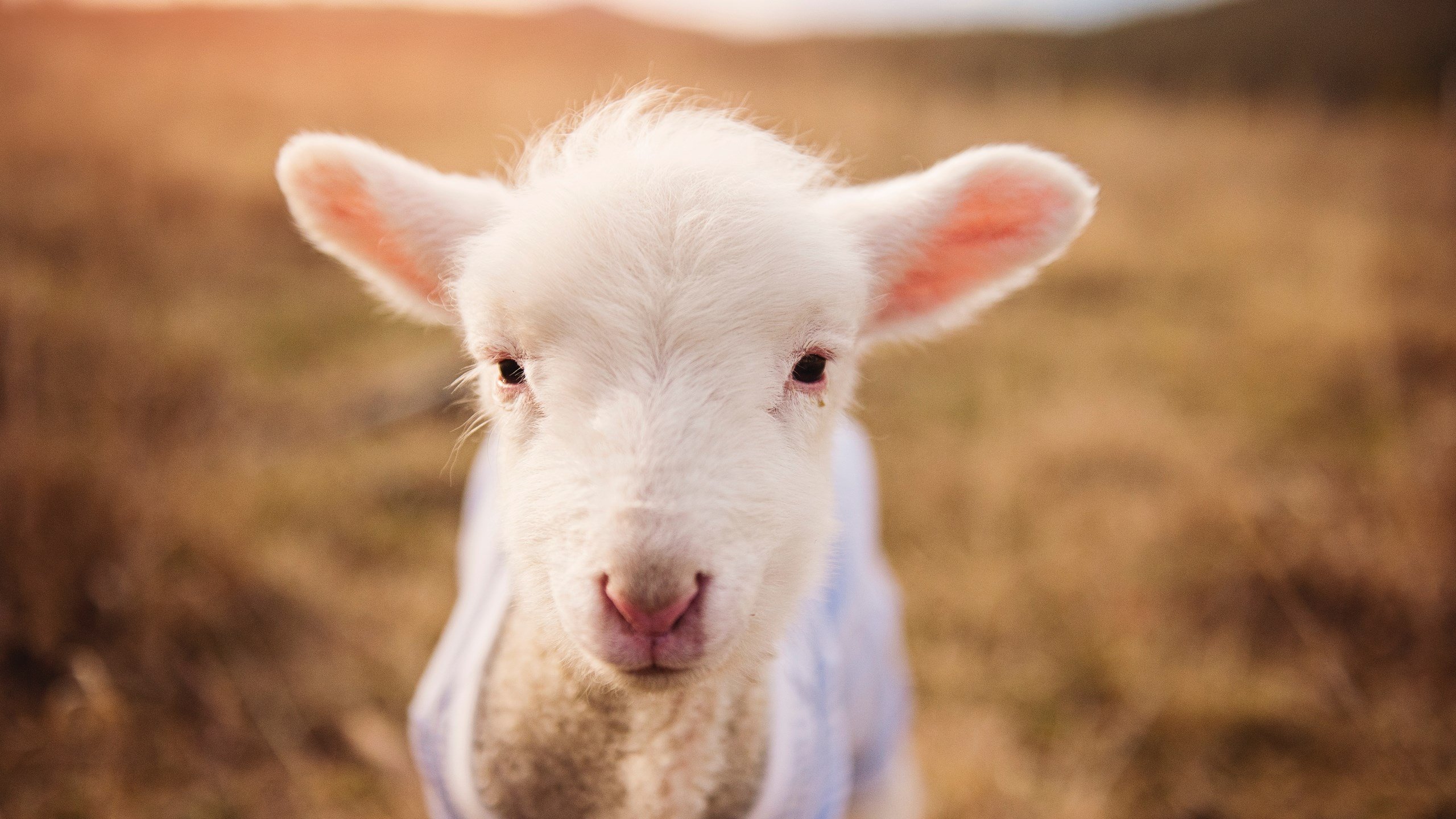 当亚特兰大空翻遇见亚特兰大翱翔,一场跨越时空的逆转对话