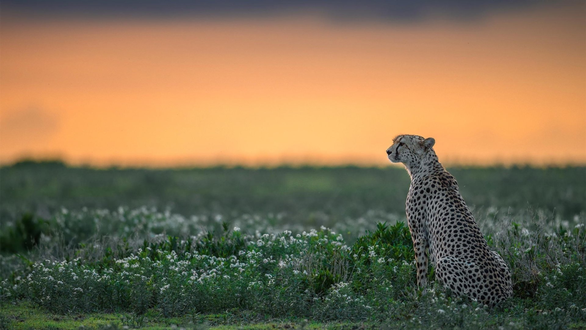 神兽级降维打击,当喀麦隆雄狮与日本武士都拦不住那只格鲁吉亚火凤凰