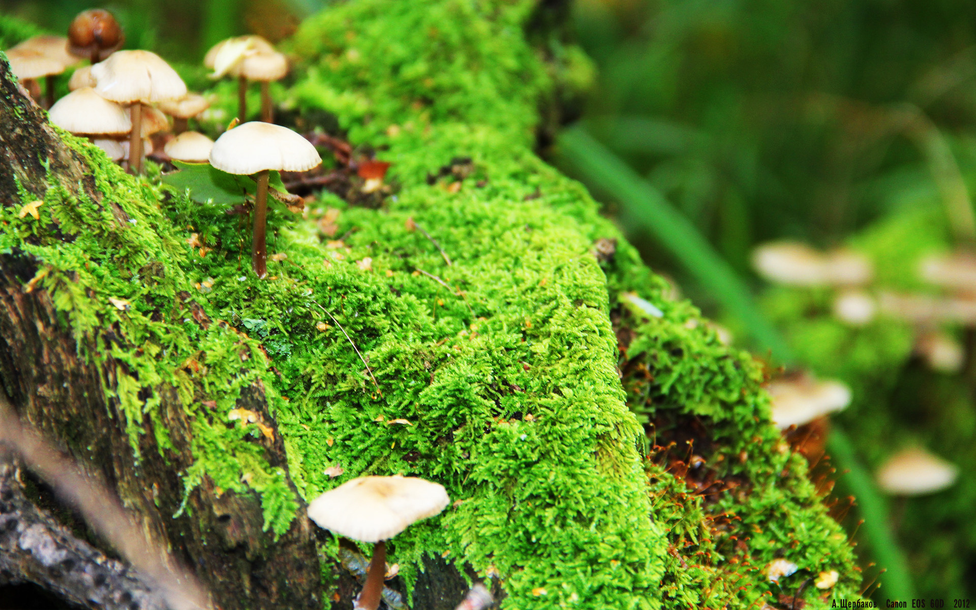 门迪一夫当关,尤文图斯强势击溃哥斯达黎加